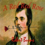 朗诵,英诗精选《红红的玫瑰》,英汉 双语 诗歌 彭斯 玫瑰 Red Rose 晚枫